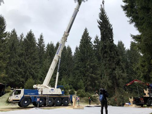 L'espianto dal bosco del Cansiglio dell'abete donato al Papa